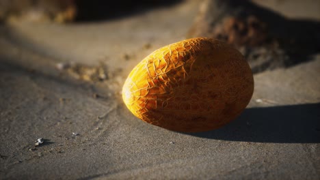 Desert-melon-on-the-sand-beach